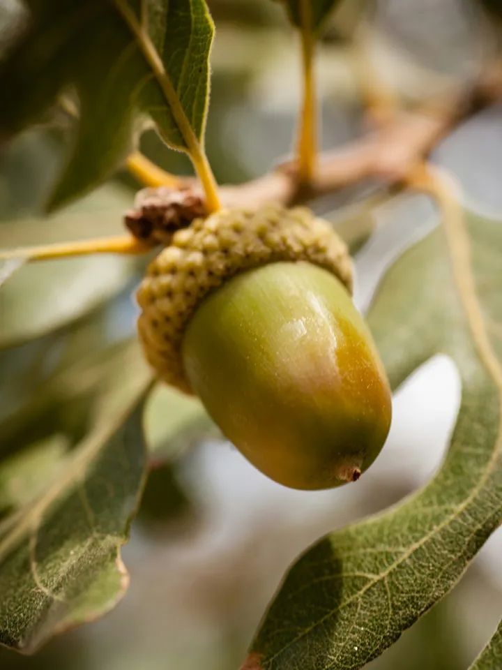 From Acorn to Food