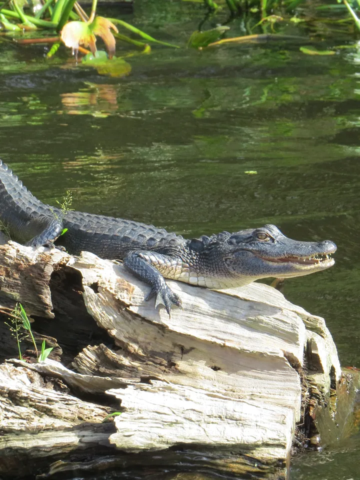 An alligator resting on a log in green water
