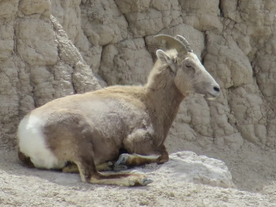 A bighorn sheep resting near a rocky badlands wall