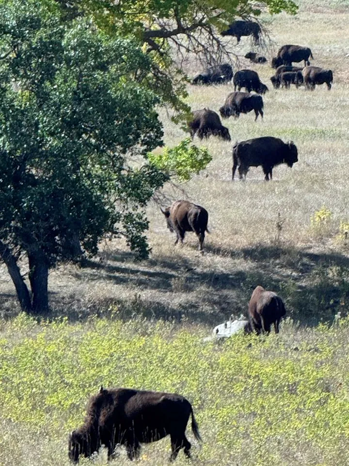 A herd of bison grazing in a grassy field