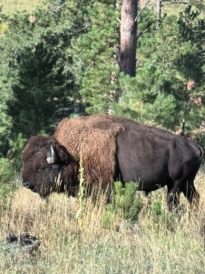 A bison grazing near pine trees
