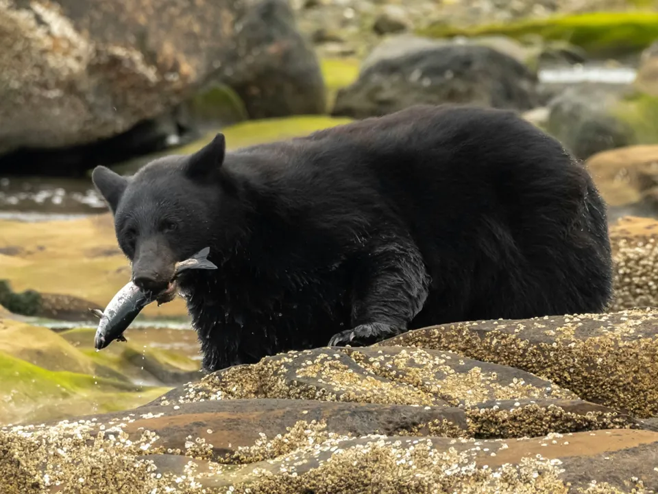 A black bear holding a salmon in its mouth on river rocks
