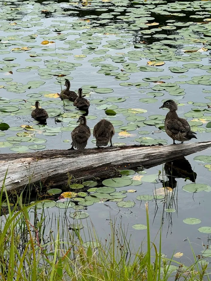 Ducks on a log in a pond with lily pads