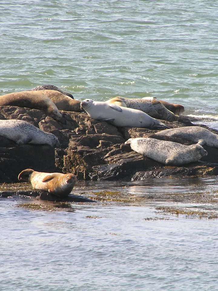 Seals resting on rocks