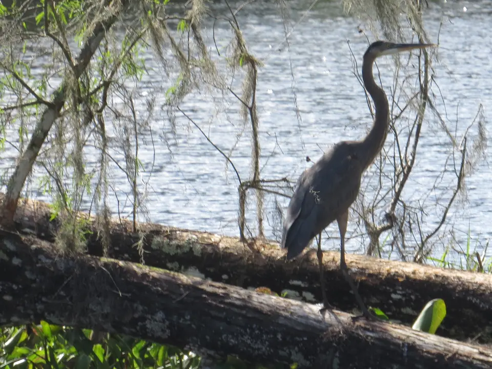 A great blue heron standing on a fallen tree in a swamp