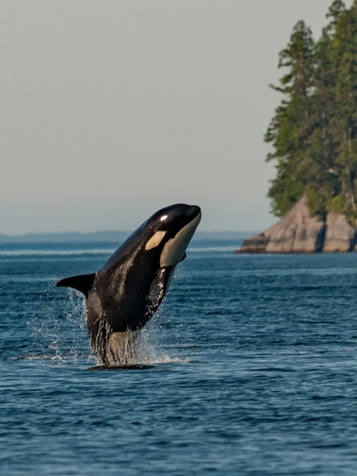 An orca leaping out of the water near a forested shore