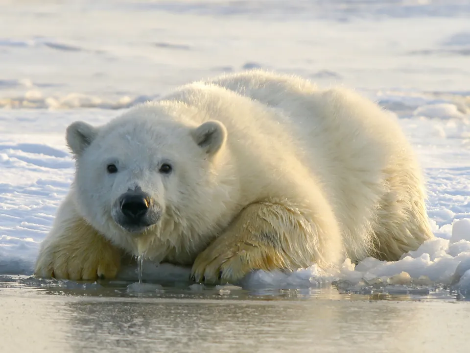 A polar bear lying on snow at the edge of the ice