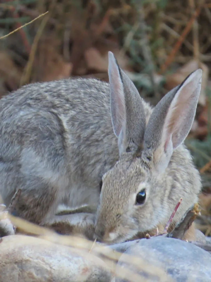 A cottontail rabbit with tall ears