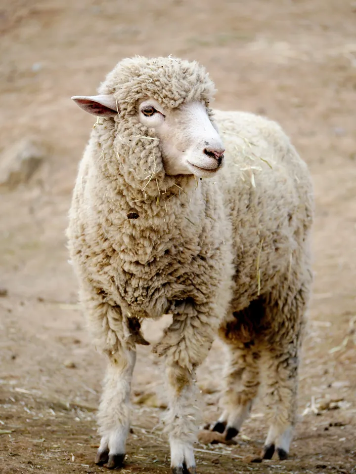 A woolly sheep looking at the camera