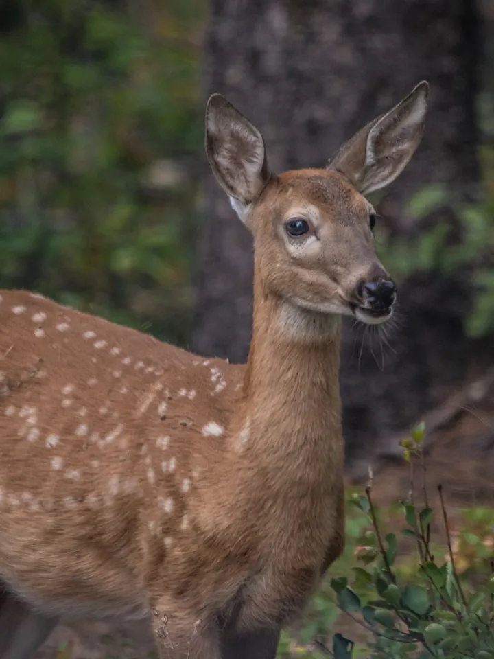 A young white-tailed deer in a forest