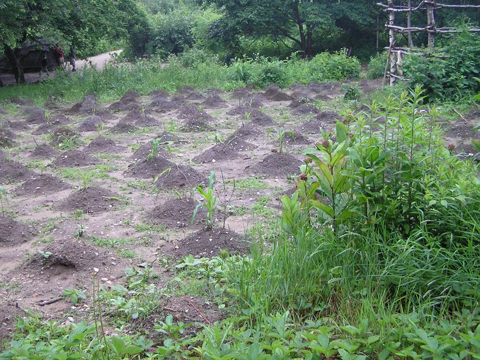 Rows of small dirt mounds in a garden