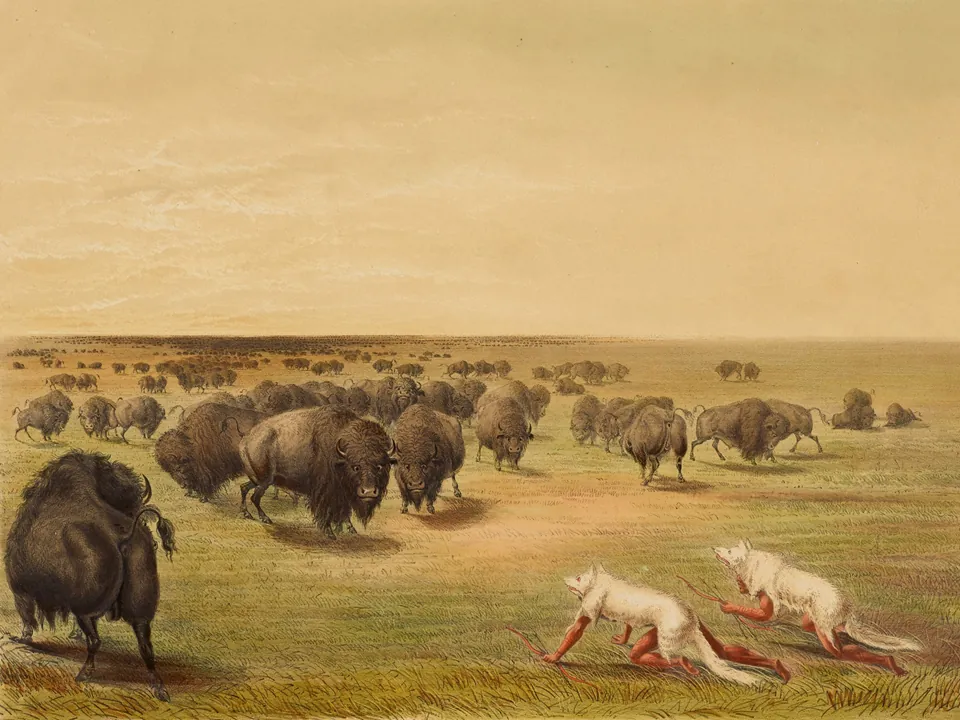 Painting of two hunters in white wolf skins crawling toward a bison herd