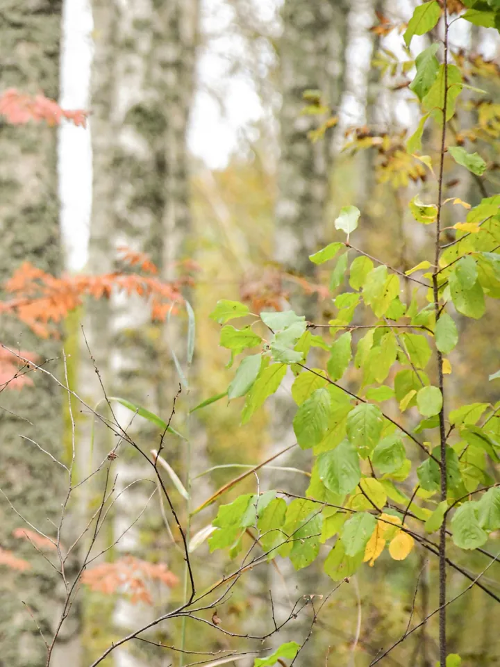 White birch trees in a forest