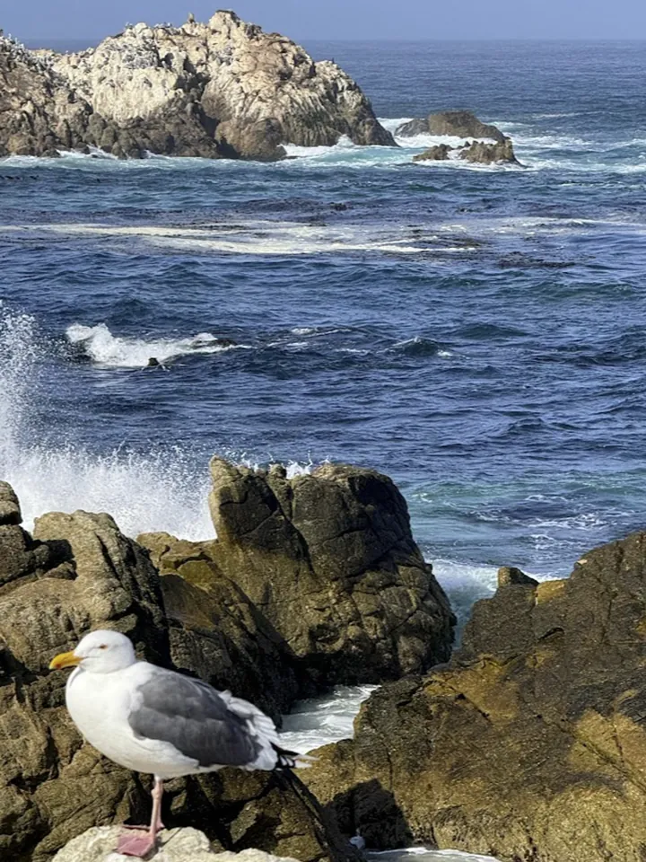 Waves breaking on dark rocks along the California coast, with a gull in front