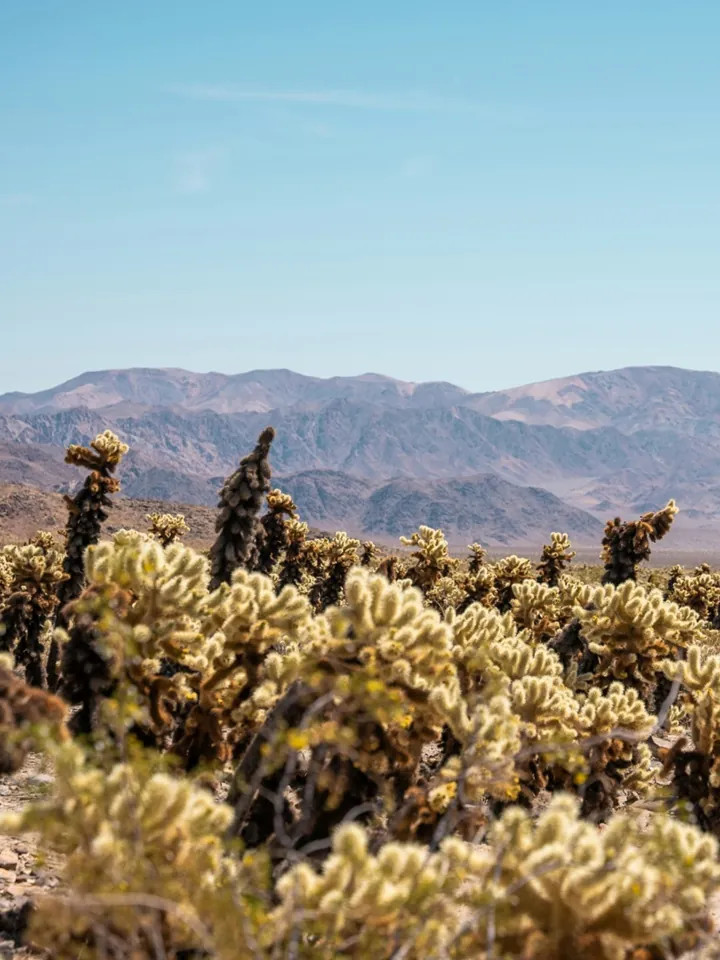 Cholla cactus with desert mountains behind