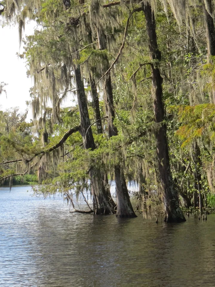 Cypress trees draped with Spanish moss standing in dark water