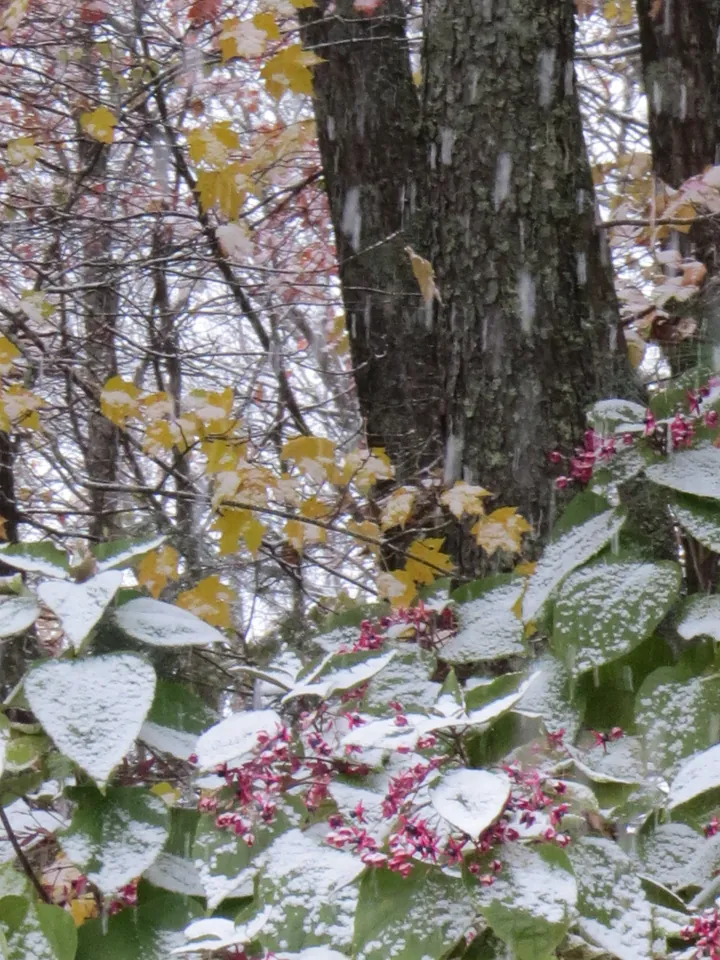 Spring wildflowers and trees on a mountain slope
