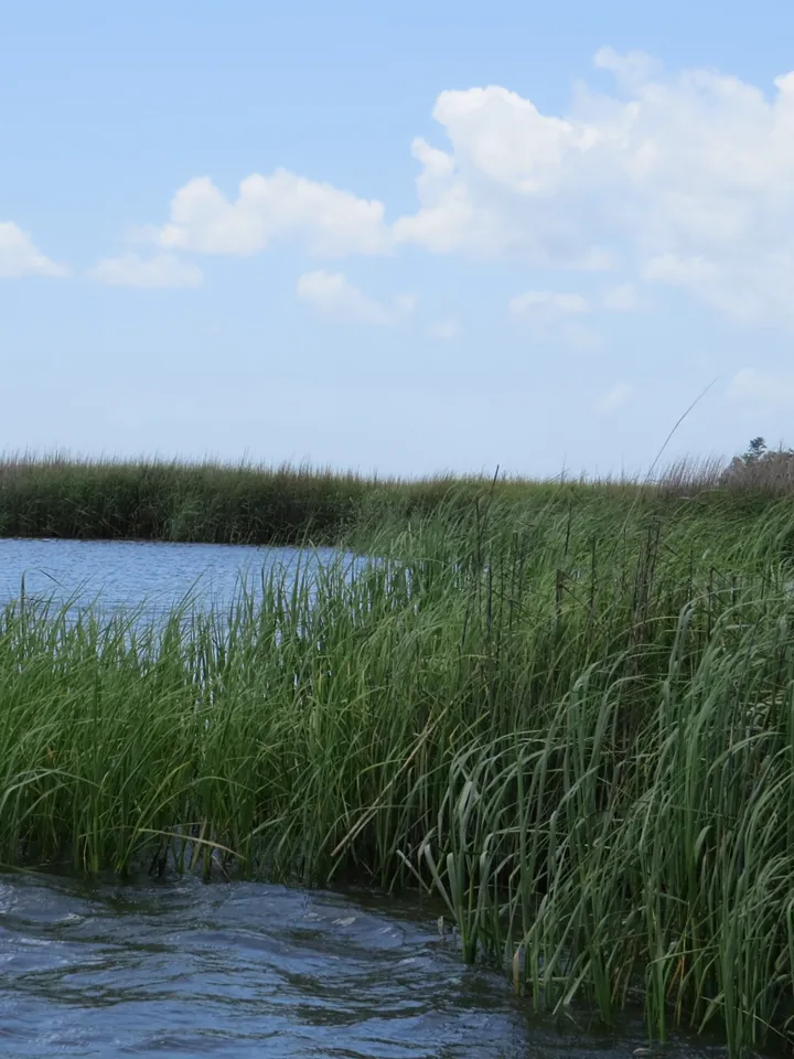 Tall marsh grass along a tidal creek