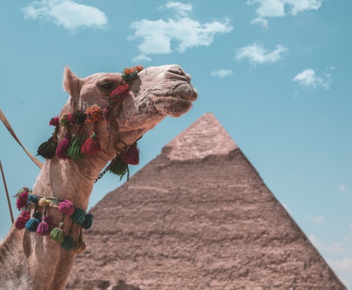 Camel next to a Pyramid