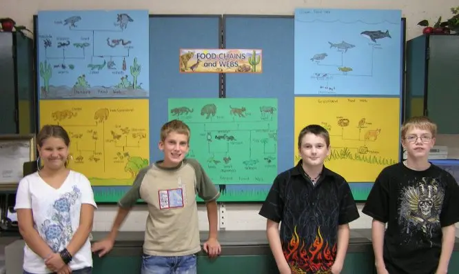Student food web projects displayed on bulletin board