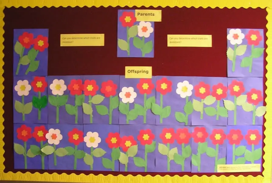 Flower genetics bulletin board showing student flowers based on dominant and recessive genes