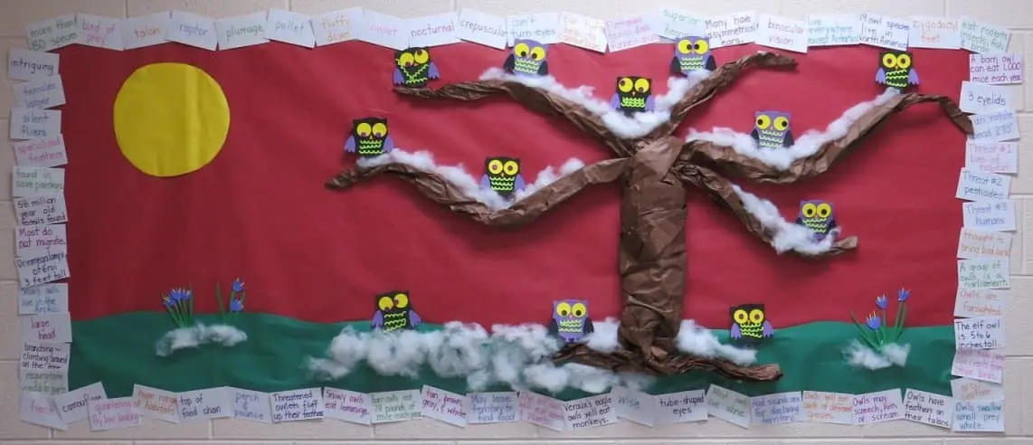 Owl facts bulletin board with index card border