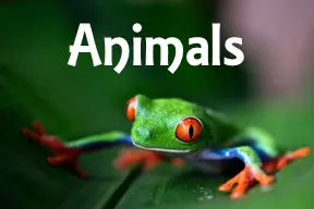 Animal Research Writing Project