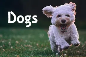 Dog Theme Lessons