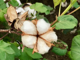 Cotton