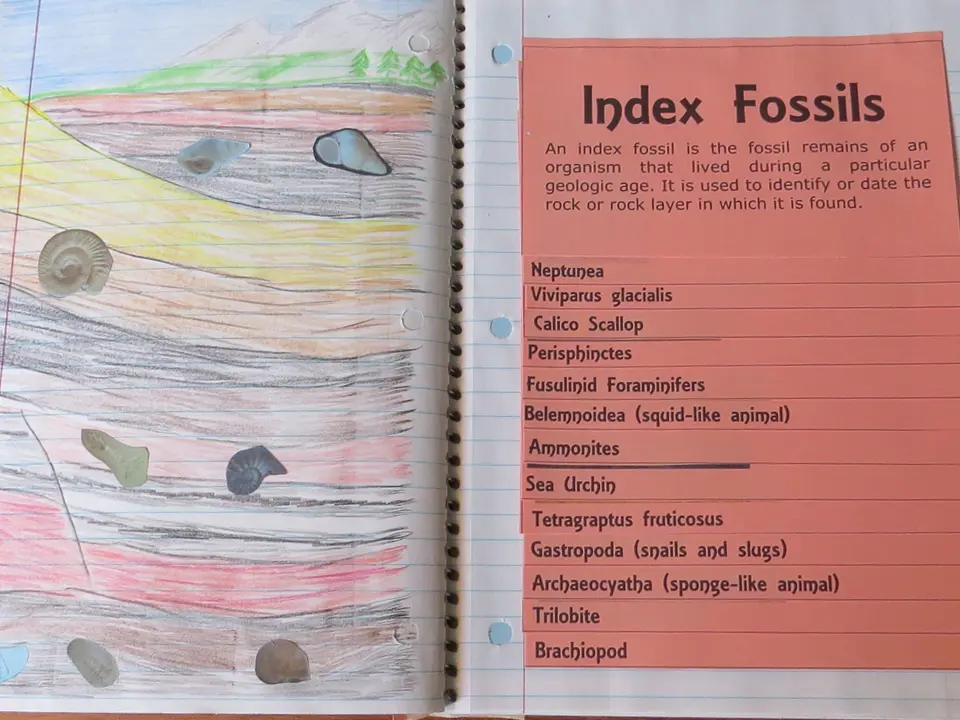 Fossil types and index fossil flip organizer