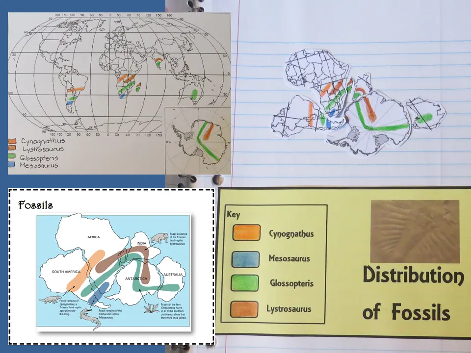 Photo: Matching fossil distribution map
