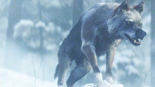 Alone: A Wolf’s Winter