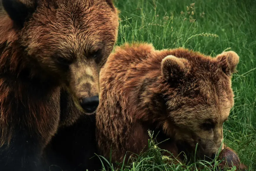 Student report on bears