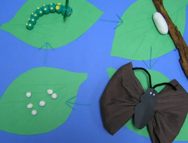 Second student butterfly life cycle project
