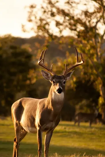 Student report on deer