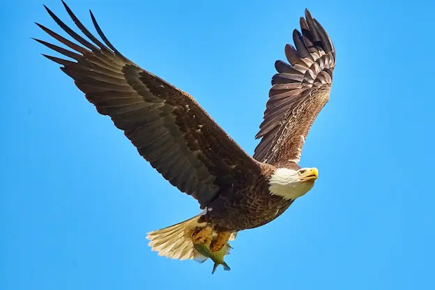 Student report on eagles