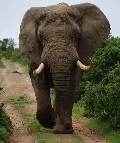 Student report on elephants