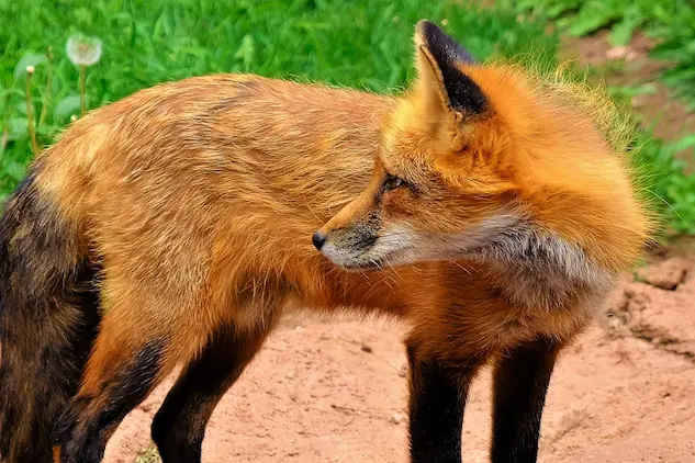 Student report on foxes