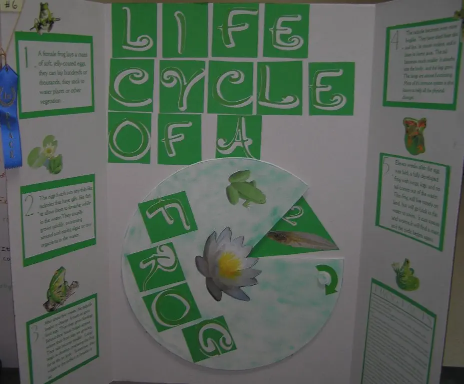 Second student frog life cycle project