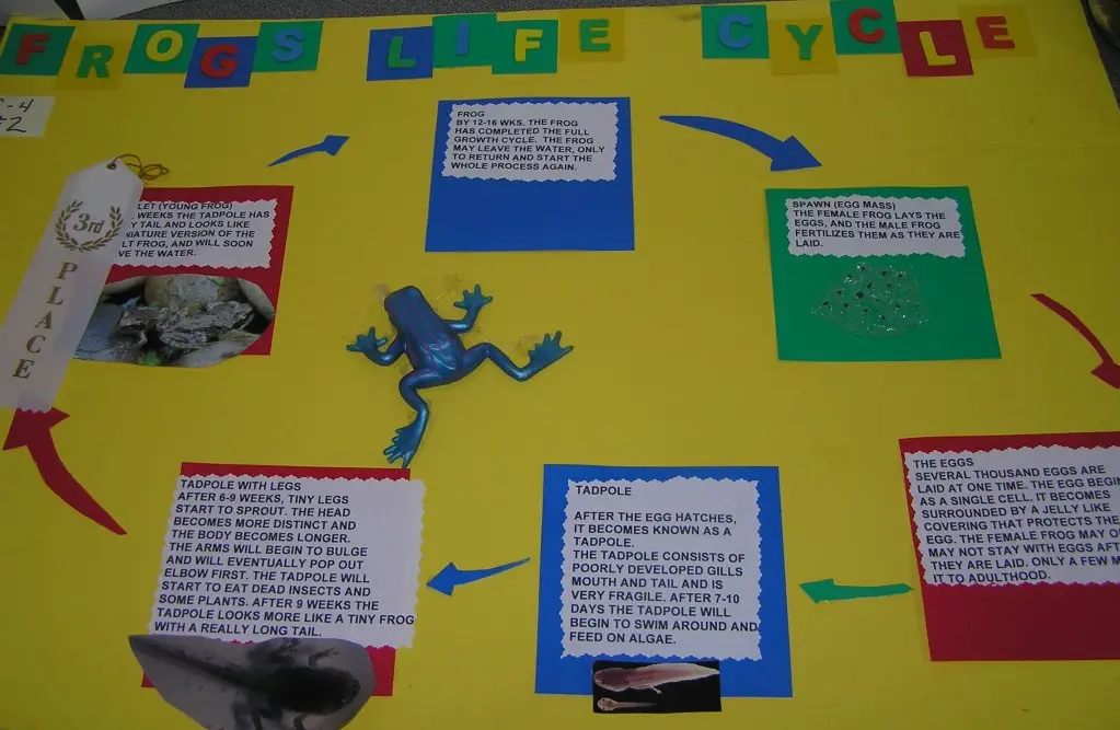 Student frog life cycle spinning wheel project