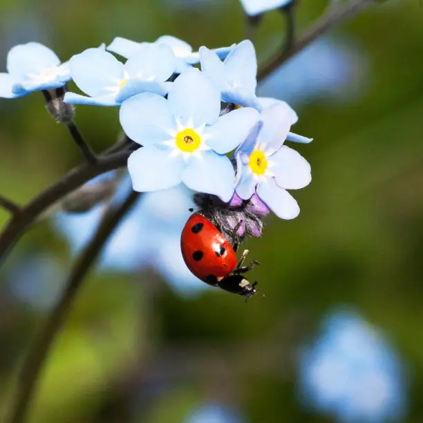 Student report on ladybugs