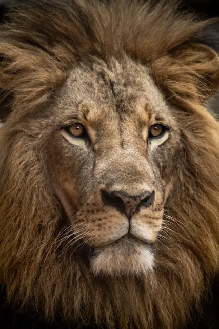Student report on lions