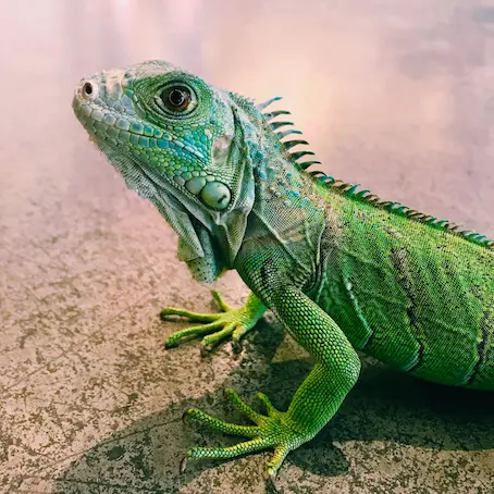Student report on lizards