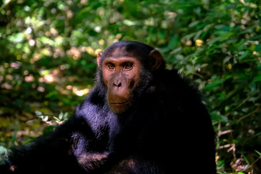 Student report on monkeys
