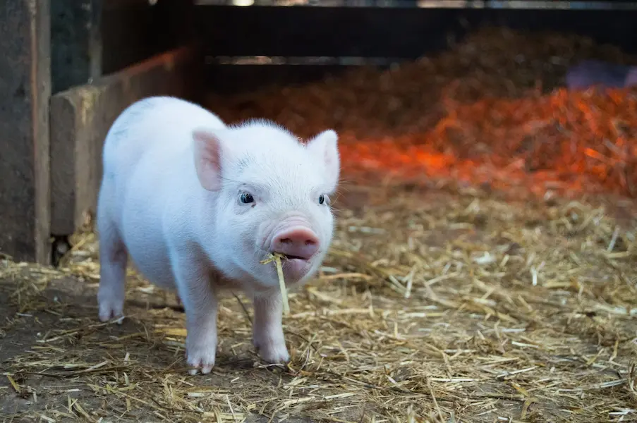 Student report on pigs