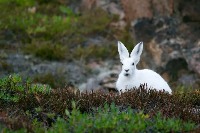 Student report on rabbits