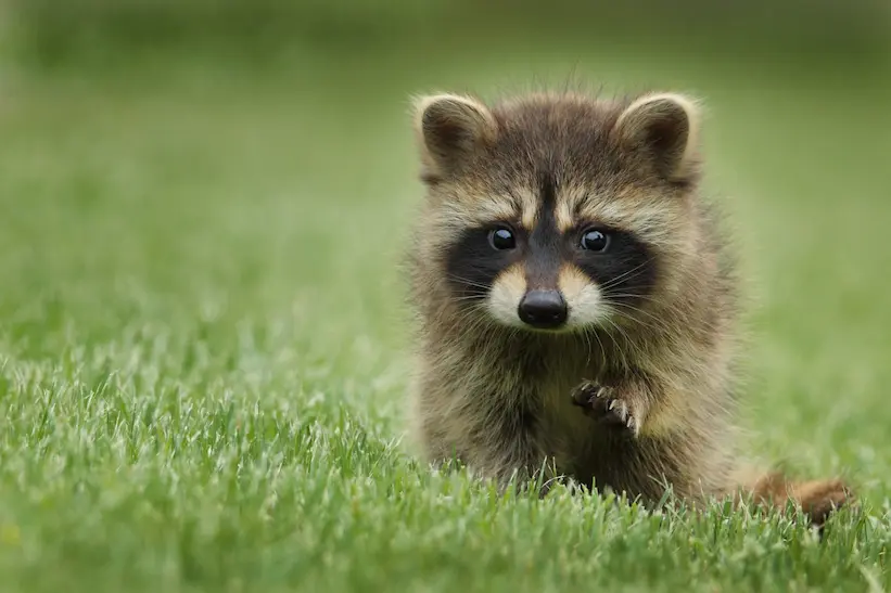 Student report on raccoons