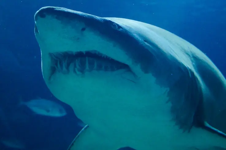 Student report on sharks
