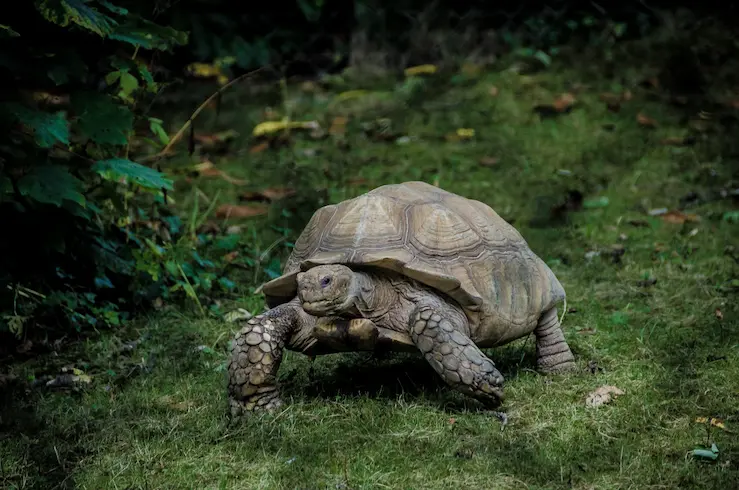 Student report on turtles