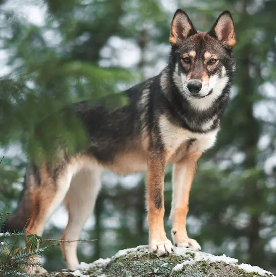 Student report on wolves
